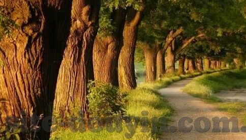 成人在线免费视频-成人在线免费视频，信息时代的娱乐新选择