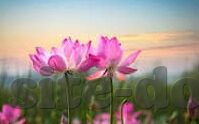 糖心vlog女主排名-糖心Vlog女主，谁在惊艳你的网络世界？